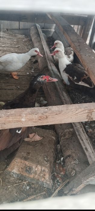 Уйрек үйдікі сатылады