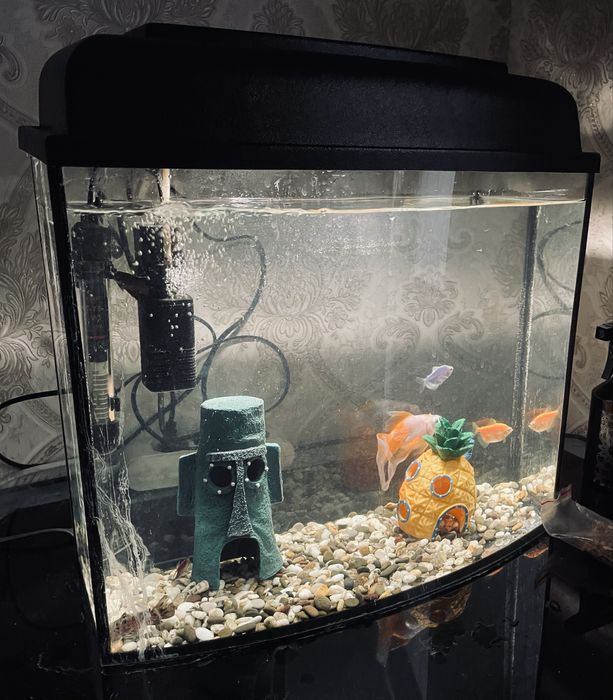 аквариум состоение новая