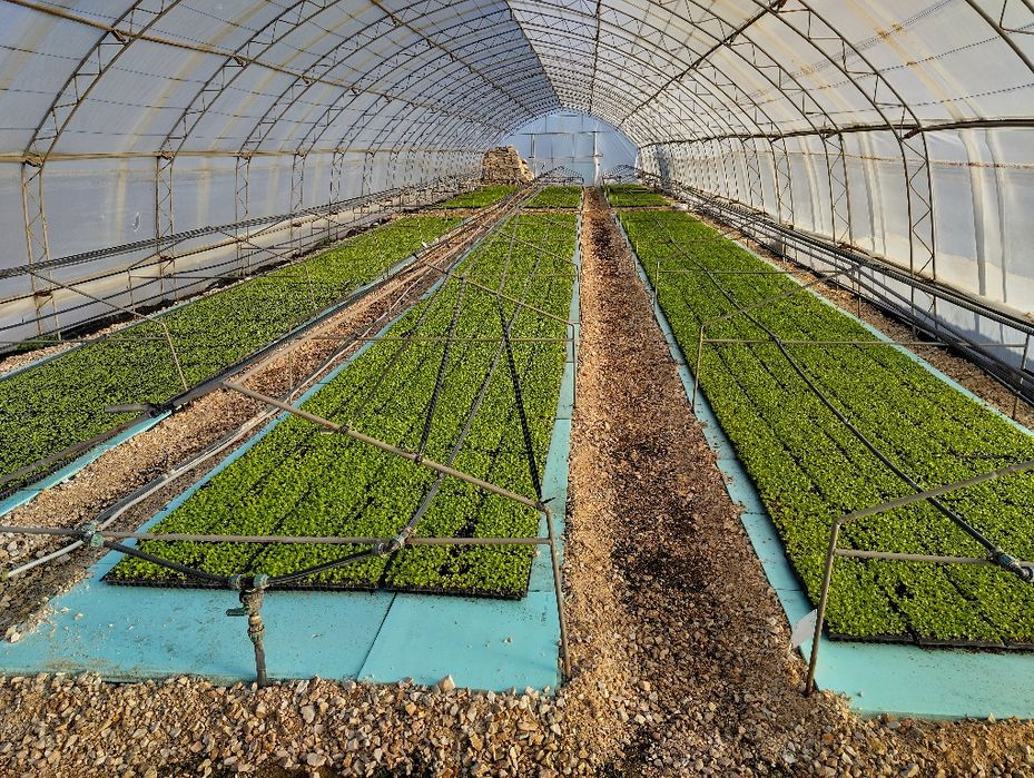 Разсад  салата (марули)