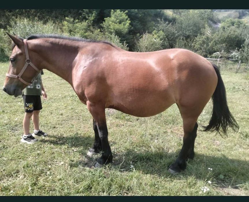 Vând iapă de 4 ani