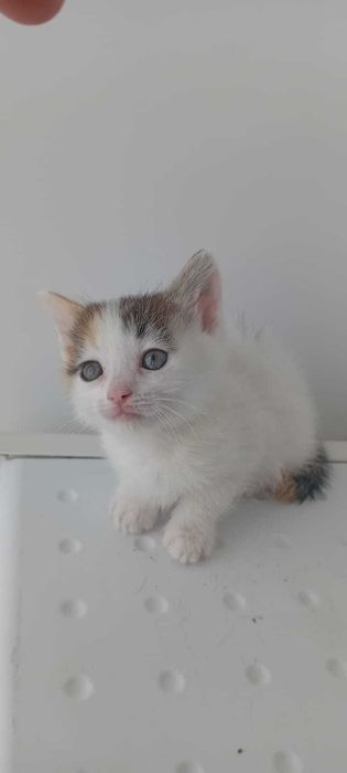 Кошки и котики в добрые руки