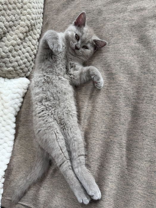 Vand fetita British Shorthair varsta 2 luni