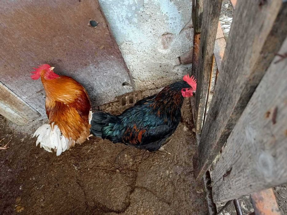 Патици за Коледа- бели. Кокошки -различни породи.