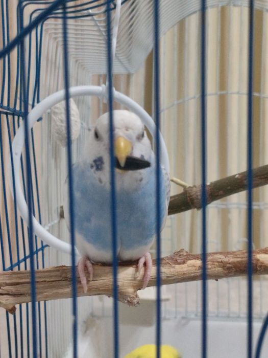 Волнистые попугаи