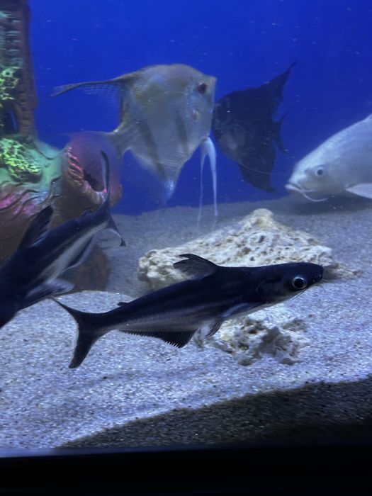 Рыба Коя платина