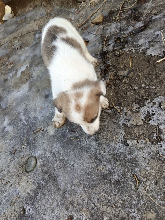 Щенок мальчик ищет дом