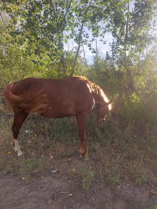 Продам жеребчика 2года