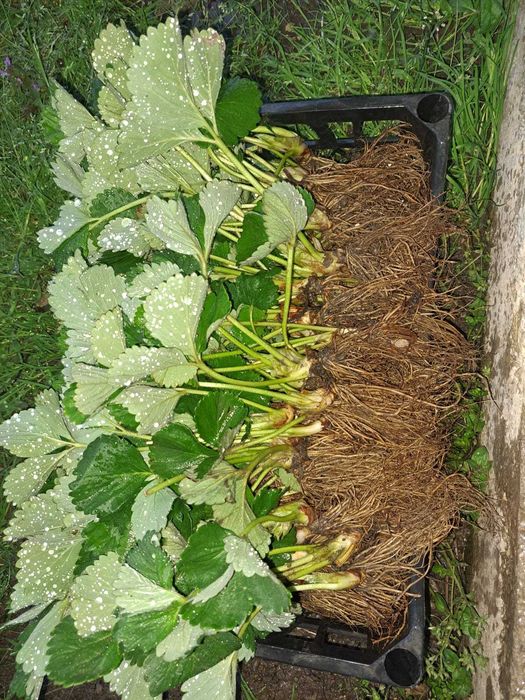 Vând Agriș Butași de Mur Thornfree Smochini Zmeur capsuni remontant