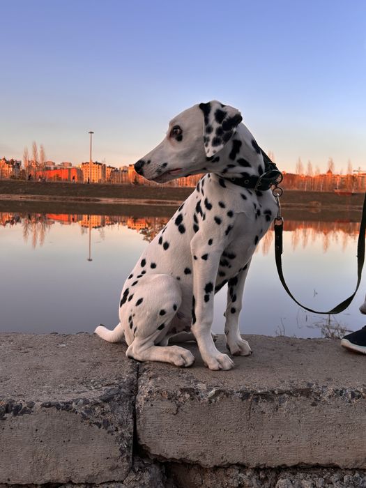 Отдам в добрый руки Далматина