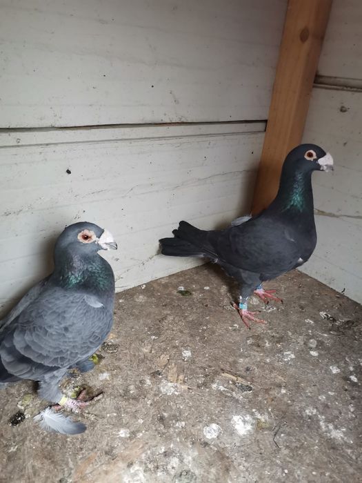 Vând porumbei voiajori italieni și voiajori stil vechi.
Preț 300 lei p