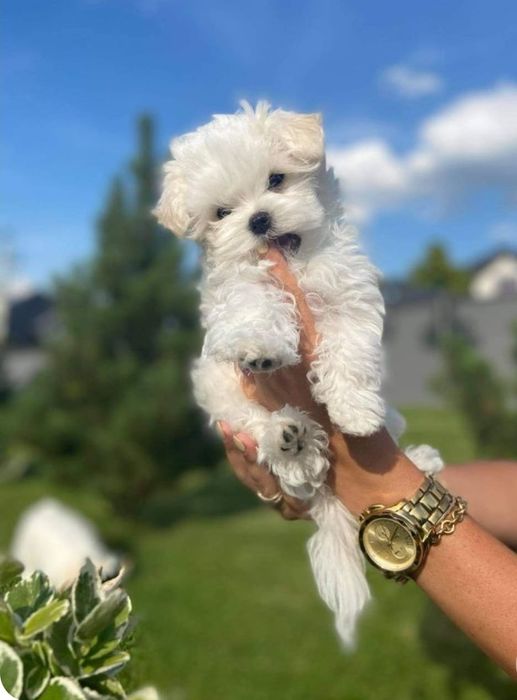 Catelusa bichon maltez mini toy