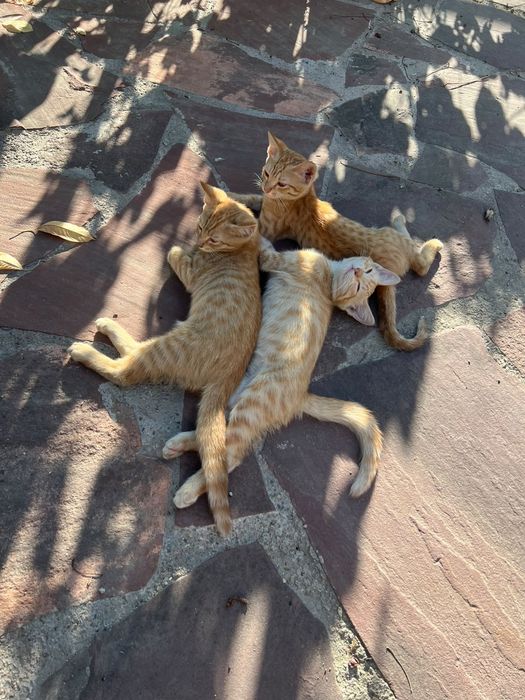 Отдадим котят в хорошие руки
