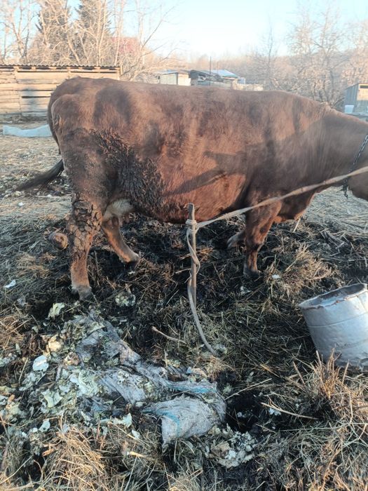 Продам корову 7 лет