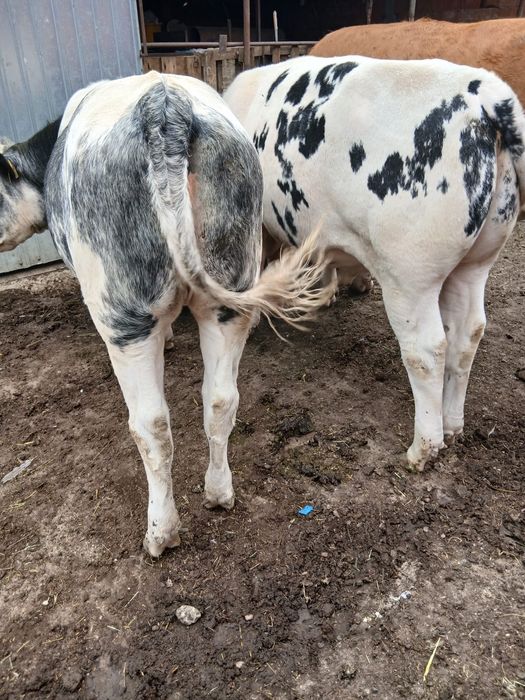 Vând viței Belga
