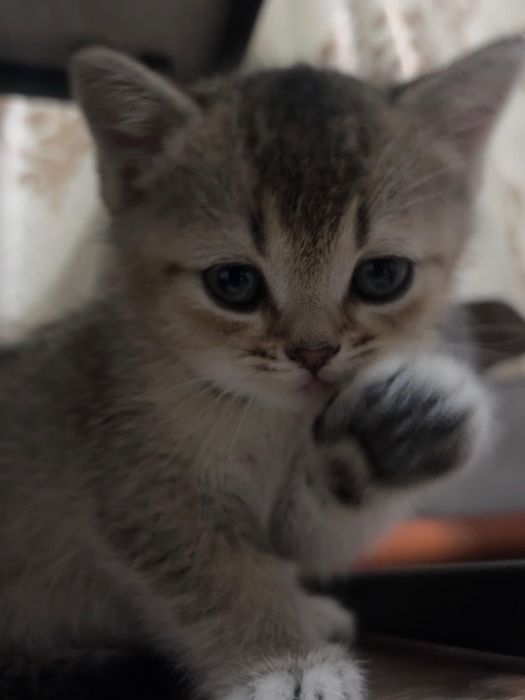 Чистокровные котята