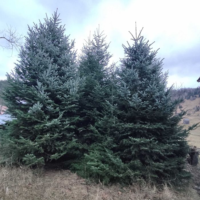 Brad caucazian  pom de Crăciun