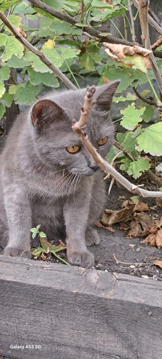 Котенок пришел к нам во двор, девочка