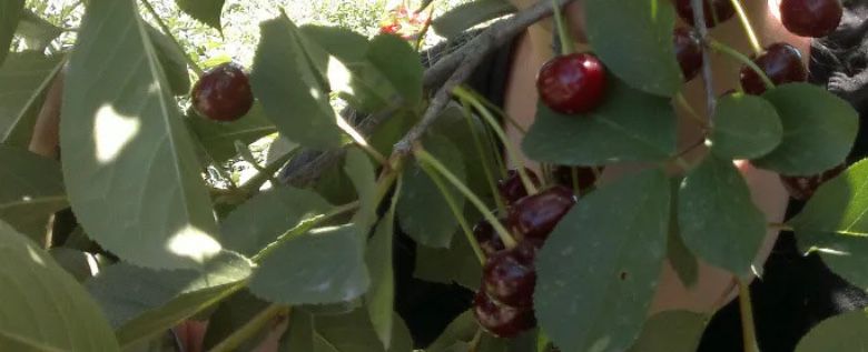 Саженцы крупной вишни