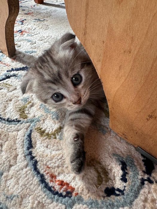 Отдам Котят  Девочки