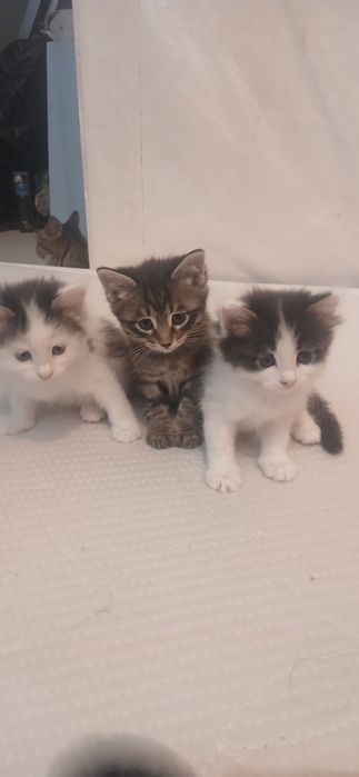Котята в добрые  руки. Бесплатно