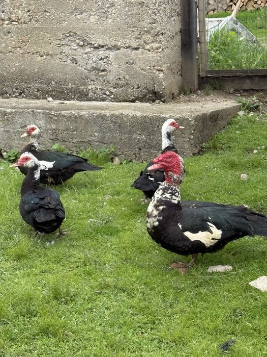 Vand oua de rata leseasca neagra