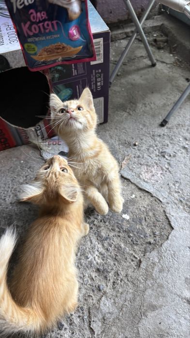 Котики 3 месяца ищут хозяев