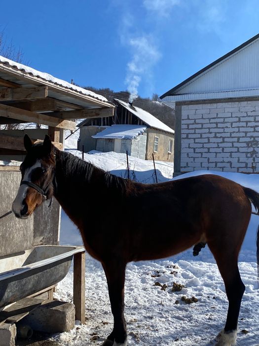 Лошадь Айгыр