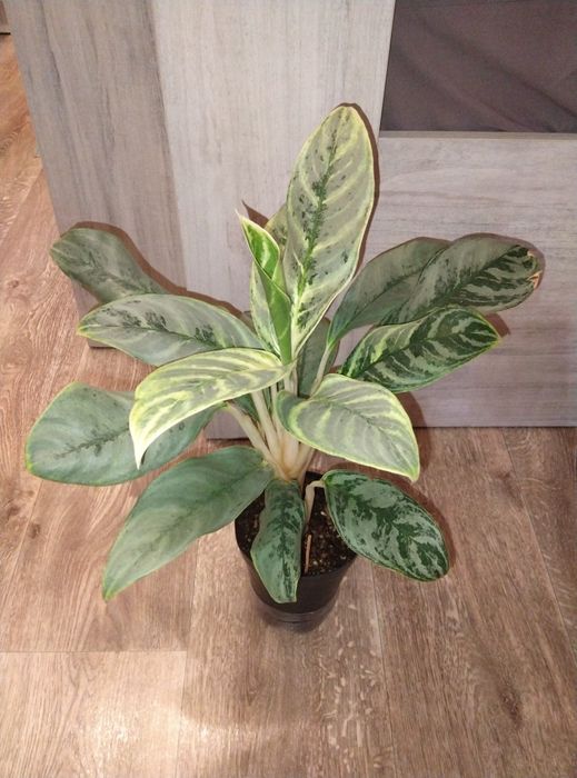 Комнатные цветы продажа