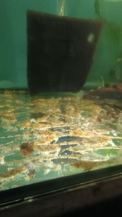 Лорикария - големина  4+ см.