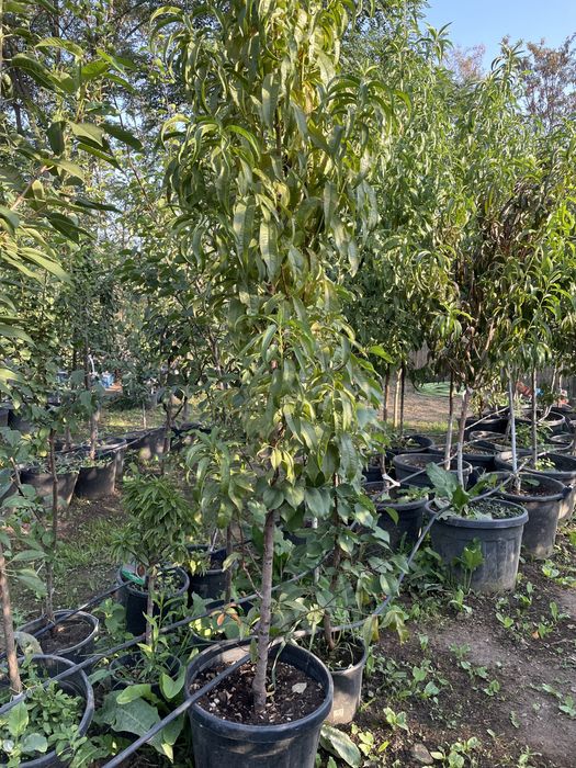 Pomi la ghiveci pe rod