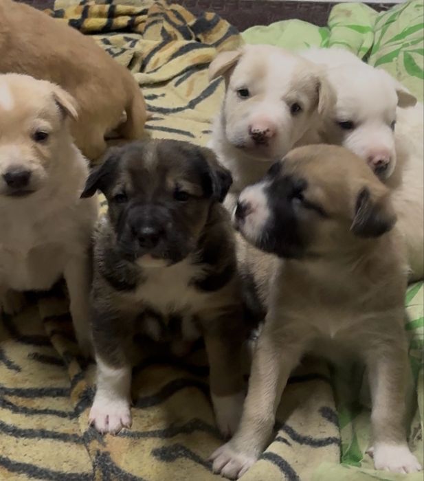 Щенки / щенок / собачки