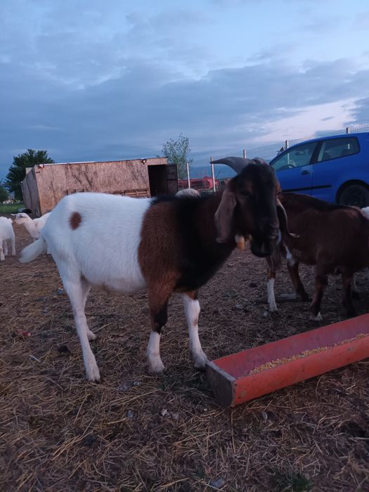Vând țap de rasă