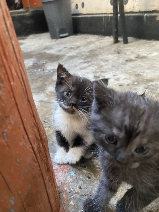 котята скотиш страйт