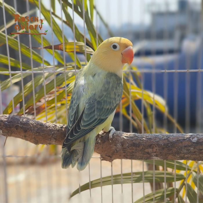 Неразлучник опалайн,ручной попугай