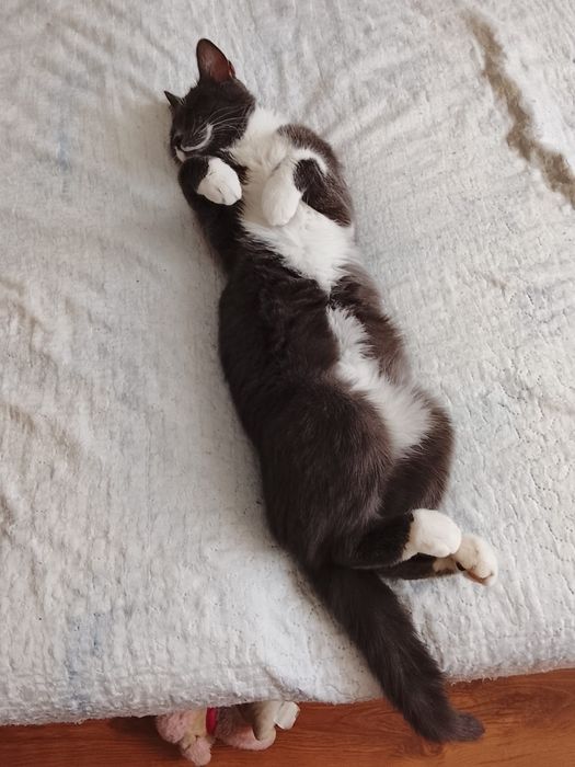 Pisica spre adoptie