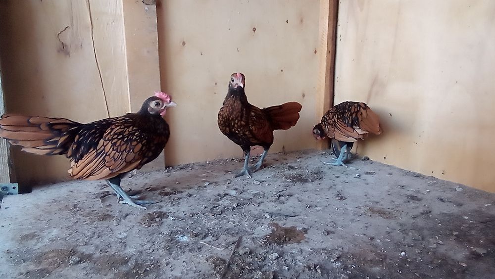 Sibrayt Jojaxorozlar sotiladi