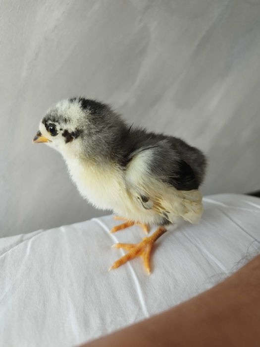 Pui găina rasă mixtă, austrolorp