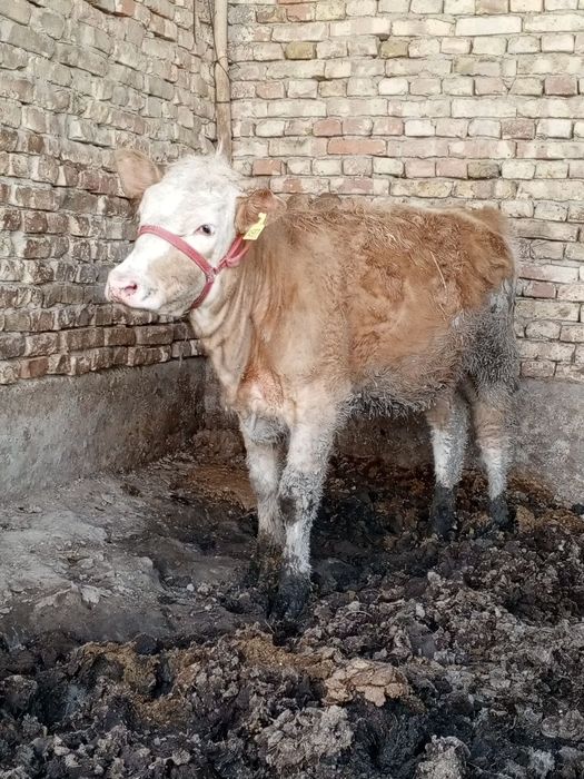 Сериал ґуложин сотилади 7 ойлик