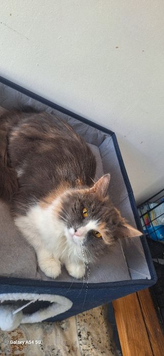 В добрые руки  стерилизованая девочка