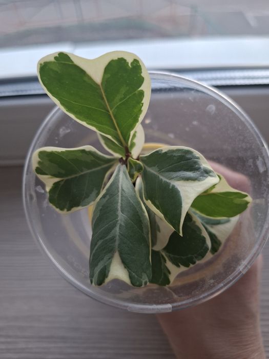 Фикус Триангулярис