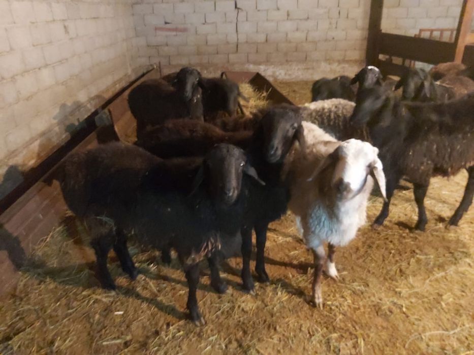 Кошкарлар сатылады