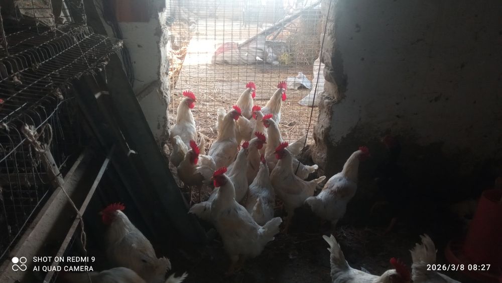 Хурозлар сотилади 120 мингдан