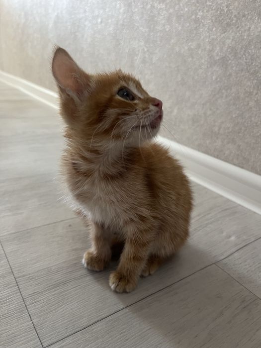 Кошка, чистая спокойная