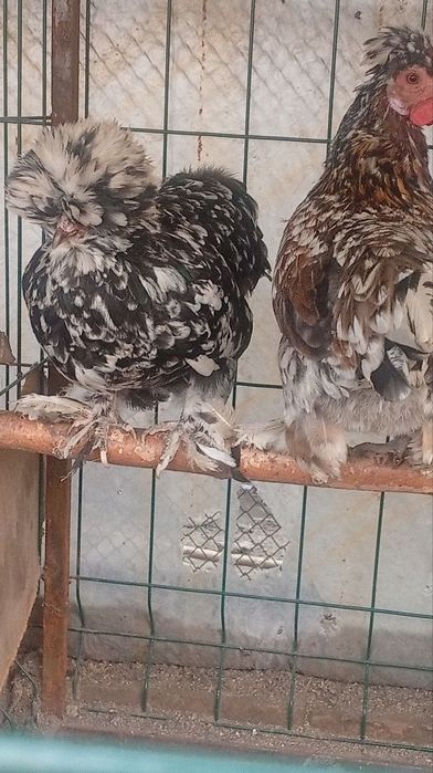 Yaponcha tovuq tuxumlariga zakas olamiz 5 mingdan