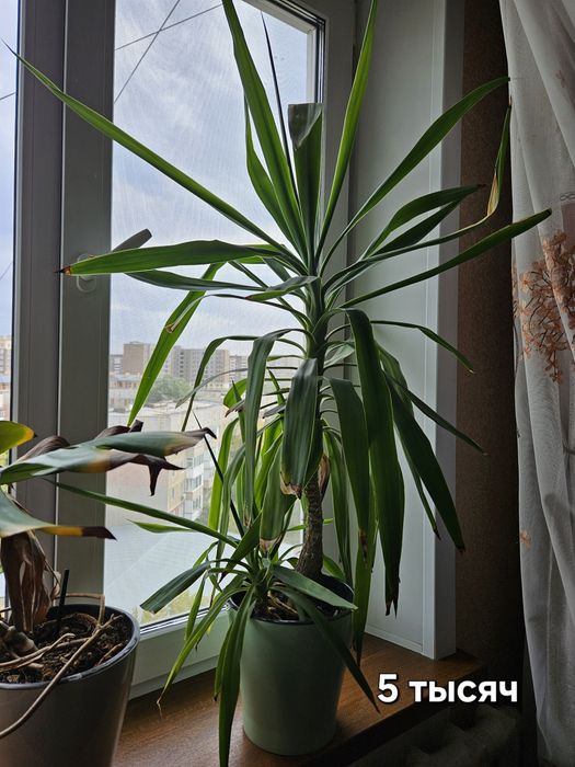 Продаю цветы в керамических горшках