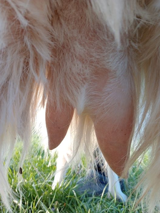 Vând capră bună de lapte