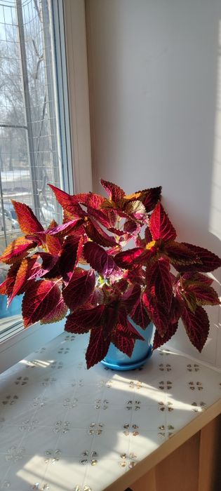 Продам колеус, цветок