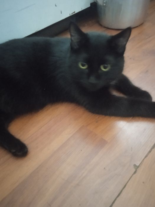 Помогите котику найти дом