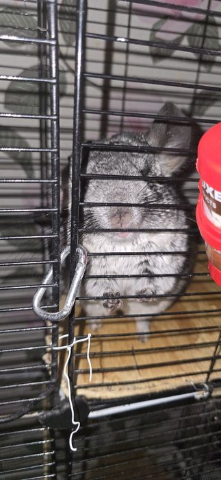 Продаю шиншилл. 15 тыщ