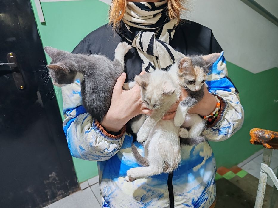 Отдам котят в добрые руки